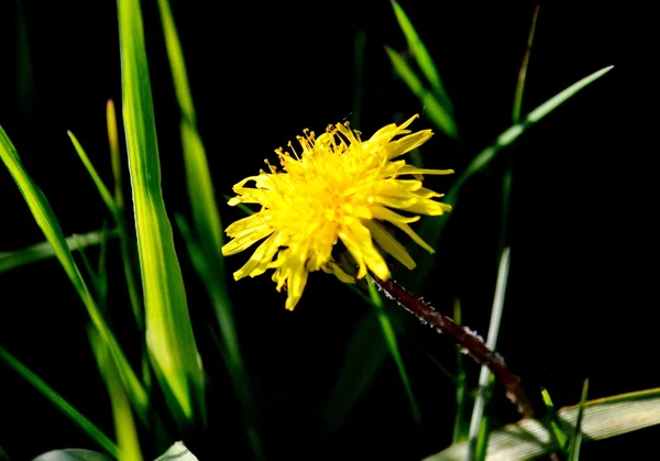 Flowerses das estepes — Fotografia de Stock