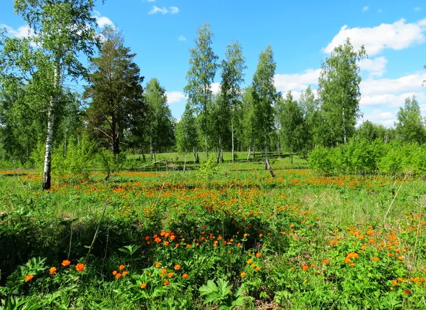 Naturaleza Altaya complace a la vista del artista en cualquier estación del año —  Fotos de Stock