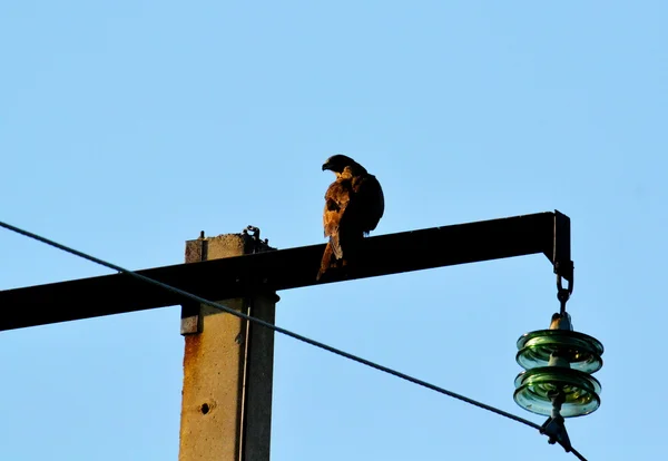 Subestações elétricas Sibéria — Fotografia de Stock