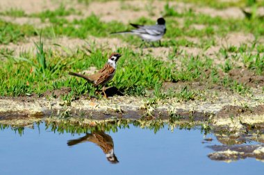  bozkırlarında kuşların