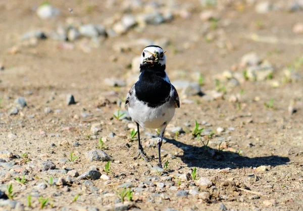 Aves das estepes — Fotografia de Stock