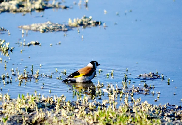 Birds of the steppes — Stock Photo, Image