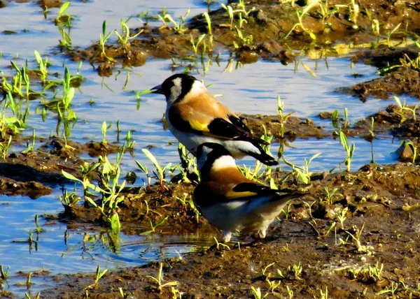 Birds of the steppes — Stock Photo, Image