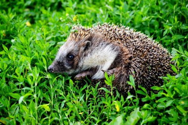 Vahşi hayvanlar Altaya