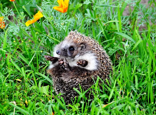 Animali selvatici Altaya — Foto Stock