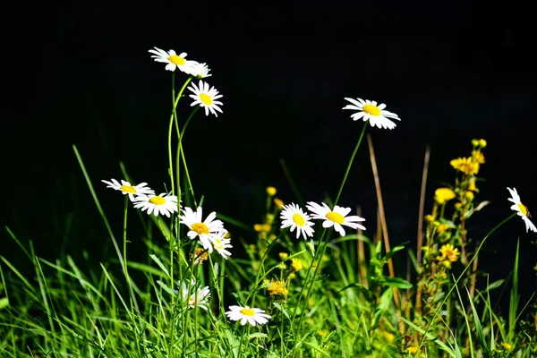 Flowerses das estepes — Fotografia de Stock