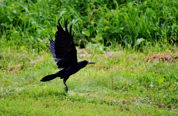 Vogels van de steppes — Stockfoto