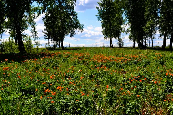 Природа Альтаї радує око — стокове фото