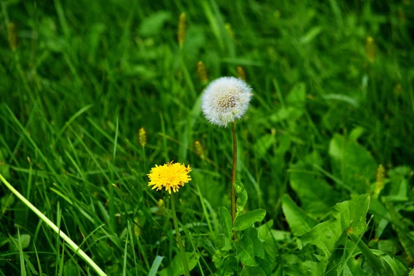 Flowerses stäpperna — Stockfoto