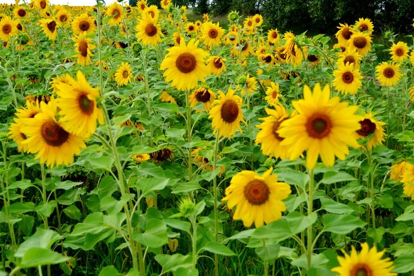 Fiori delle steppe — Foto Stock