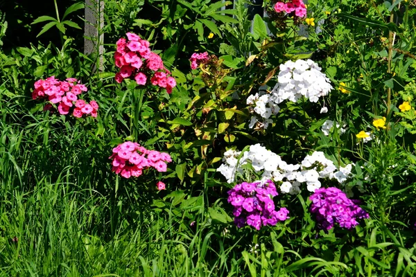 Blüten der Steppe — Stockfoto