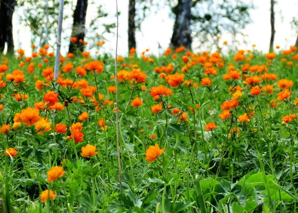 Flowerses of the steppes — Stock Photo, Image