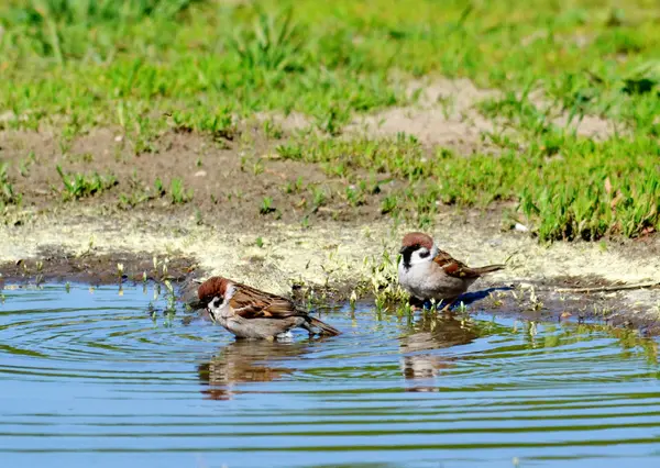 Birds of the steppes — Stock Photo, Image