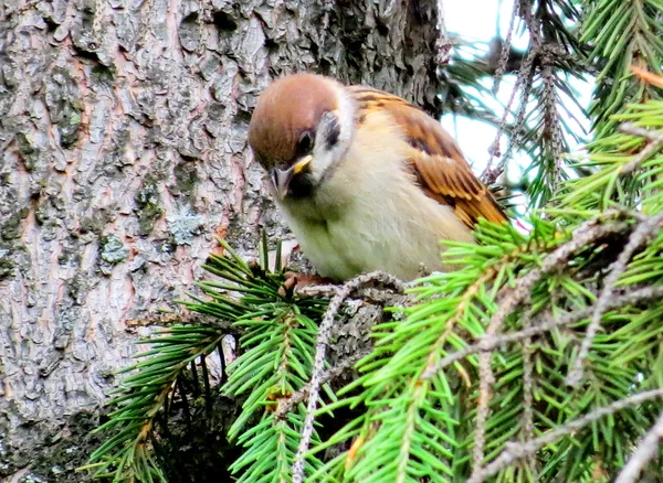 Birds of the steppes — Stock Photo, Image