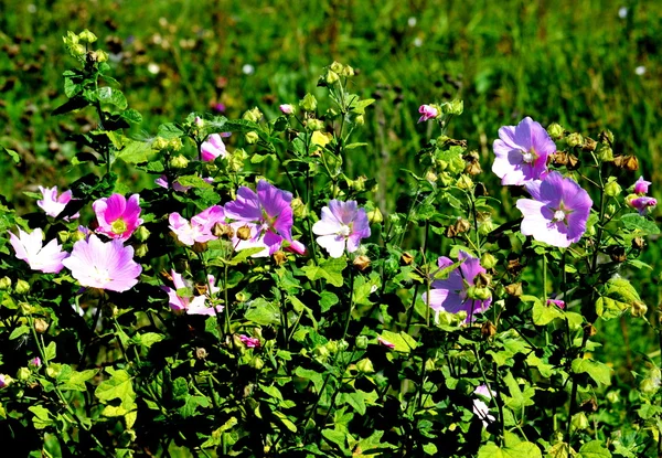 대초원의 flowerses — 스톡 사진