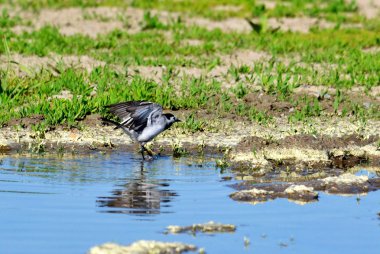 bozkırlarında kuşların