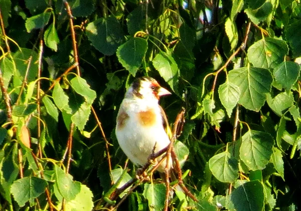 Aves de las estepas — Foto de Stock