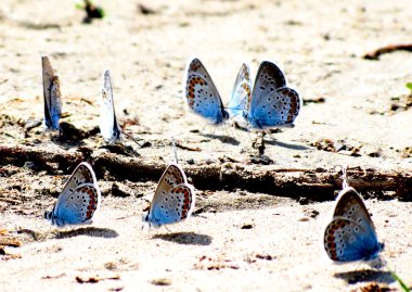  bozkırlarında böcek