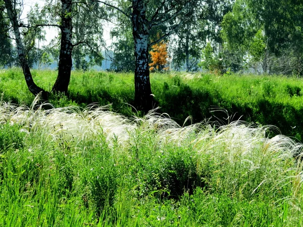 Naturaleza Altaya agrada a la vista —  Fotos de Stock