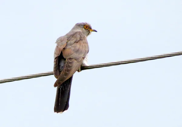 Aves das estepes — Fotografia de Stock