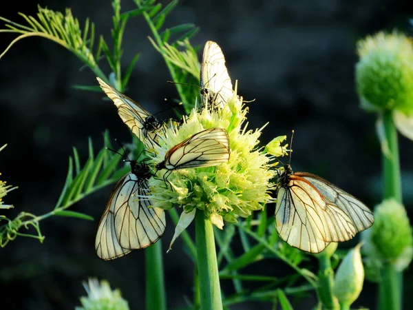 Insect of the steppes — Stock Photo, Image