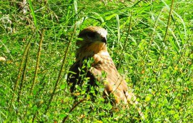  bozkırlarında kuşların