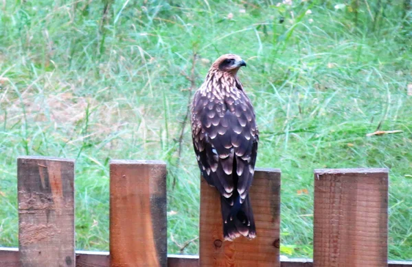 Oiseaux des steppes — Photo