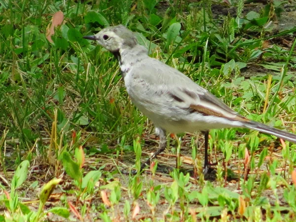 Birds of the steppes — Stock Photo, Image