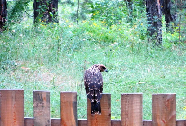 Oiseaux des steppes — Photo