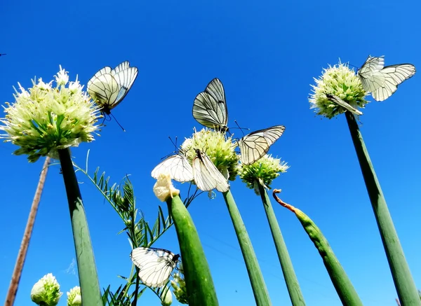 Insect of the steppes — Stock Photo, Image