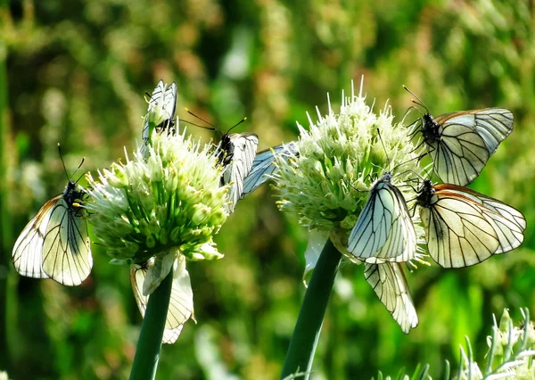 Insect of the steppes — Stock Photo, Image