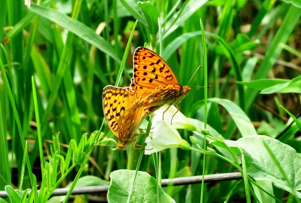 Insetto delle steppe — Foto Stock