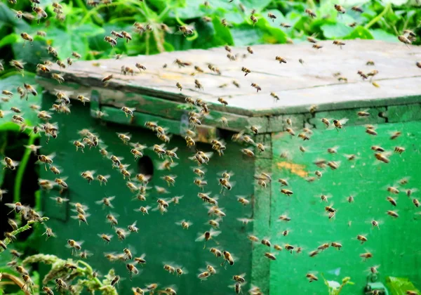 Insect of the steppes — Stock Photo, Image