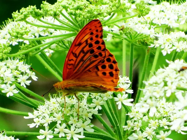 Insect of the steppes — Stock Photo, Image