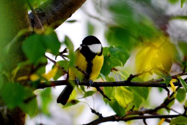  bozkırlarında kuşların