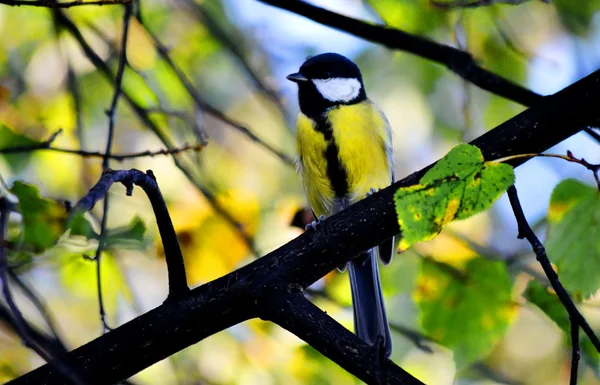 Aves de las estepas — Foto de Stock