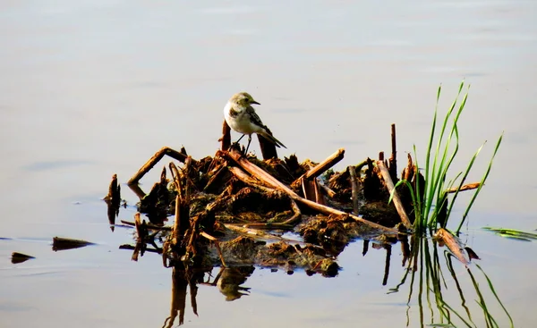 Birds of the steppes — Stock Photo, Image