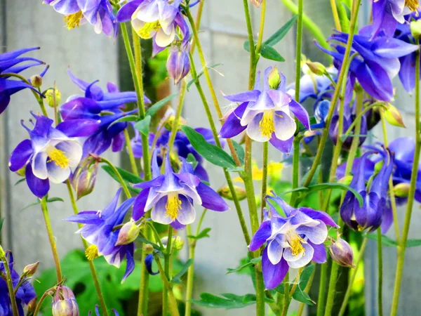 Flores de las estepas — Foto de Stock