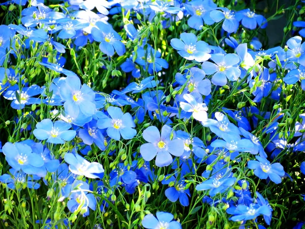草原の flowerses — ストック写真