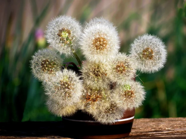 Flores de las estepas —  Fotos de Stock