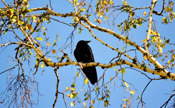 Birds of the steppes — Stock Photo, Image