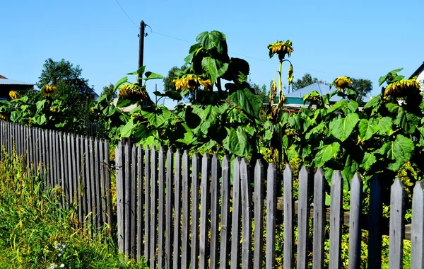 Agricoltura del bordo altaico — Foto Stock