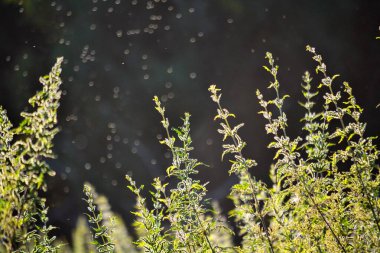         Doğa Altaya sanatçının gözünü memnun ediyor, gezgin.  