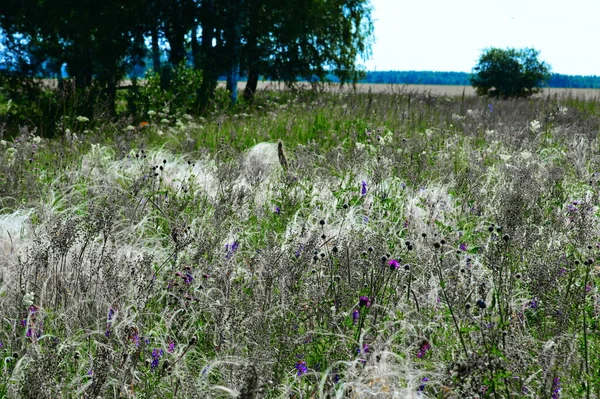 Naturaleza Altaya Agrada Ojo Del Artista Viajero —  Fotos de Stock