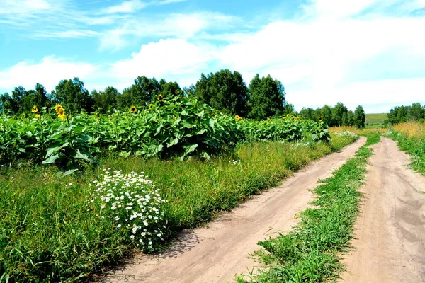 Natura Altaya Încântă Ochiul Artistului Călător — Fotografie, imagine de stoc