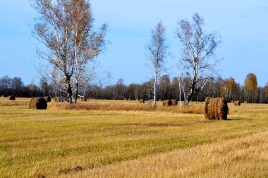         Doğa Altaya sanatçının gözünü memnun ediyor, gezgin.  