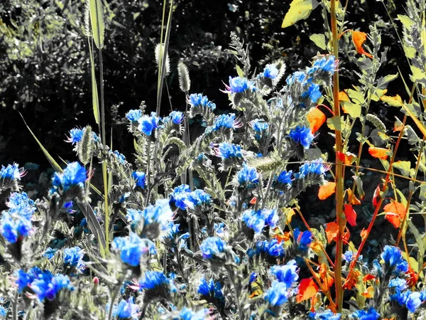 Lüks Flora Altaya Sanatçının Gözünü Memnun Ediyor Gezgin — Stok fotoğraf