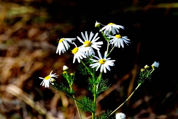 Luxuriöse Flora Altaya Gefällt Auge Des Künstlers Reisenden — Stockfoto