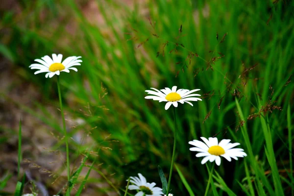 Luxuriöse Flora Altaya Gefällt Auge Des Künstlers Reisenden — Stockfoto