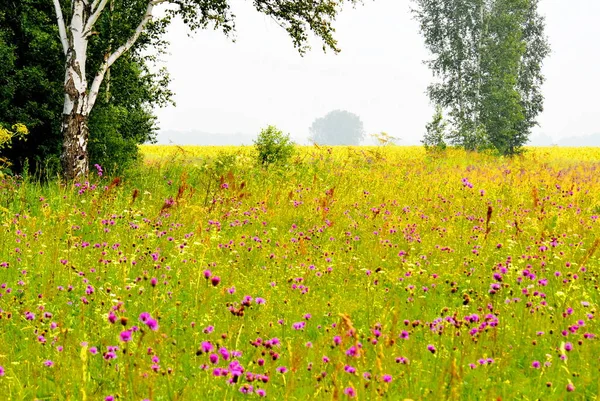 Natura Altaya Piace All Occhio Dell Artista Viaggiatore — Foto Stock